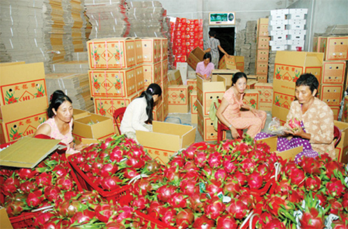 Cơ hội xuất khẩu thanh long số lượng lớn sang Ấn Độ Xuat-khau-thanh-long-viet-nam